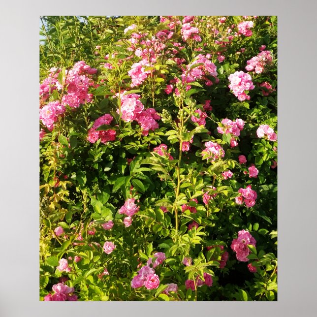 Flowering Rosarium Poster (Front)