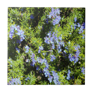 flowering rosemary bush tile
