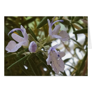 Flowering Rosemary Herb Photograph