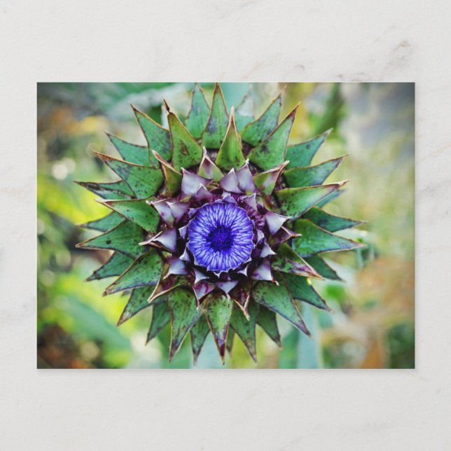 Flowering Scottish Thistle Postcard (Front)