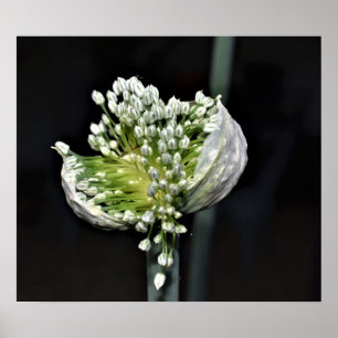 Flowering Spring Onion Poster