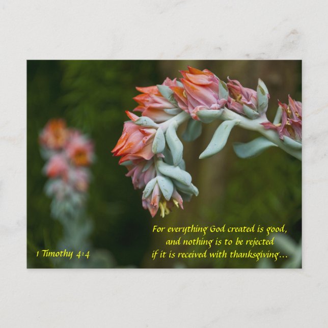 Flowering Succulent Holiday Postcard (Front)