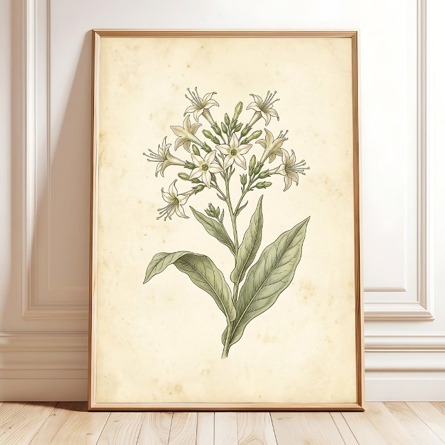 Flowering Tobacco Botanical Wall Art Print (Creator Uploaded)