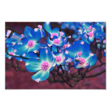 Flowering Tree blossom