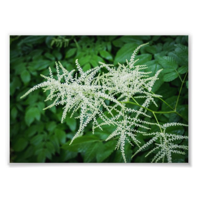 Flowering Tree White Flowers Green Leaves Photo Print (Front)