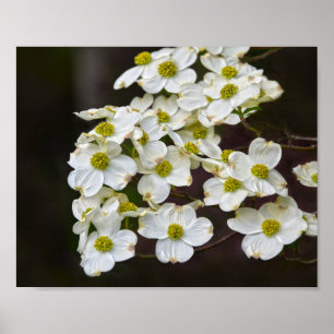 Flowering White Dogwood Poster