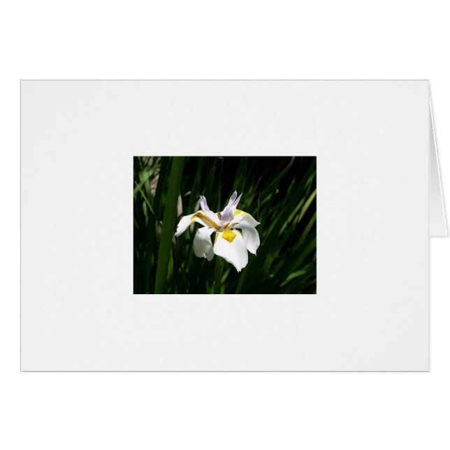 Flowers (Front Horizontal)