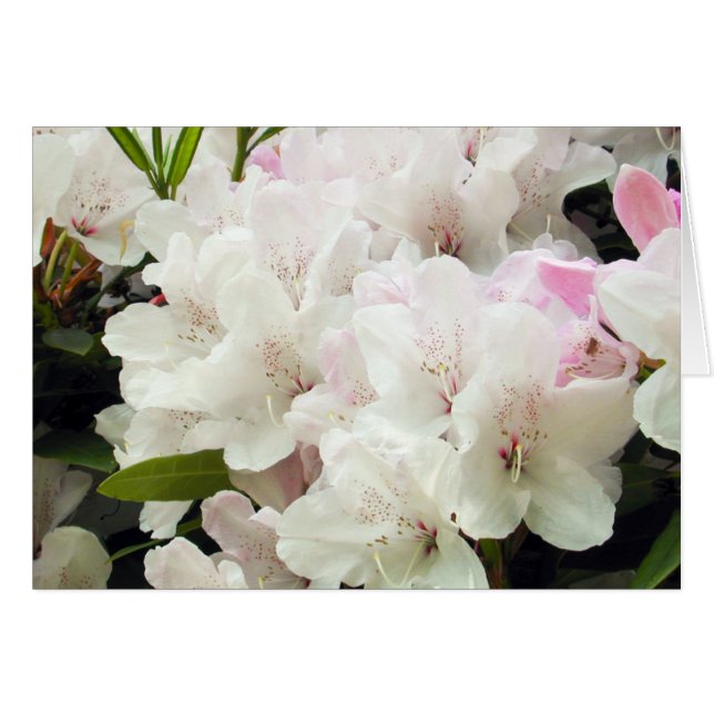 Flowers (Front Horizontal)