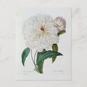 Flowers 10 Postcard