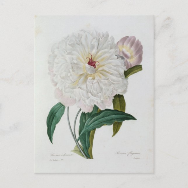 Flowers 10 Postcard (Front)