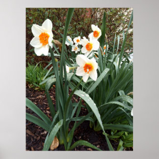 flowers 1 poster