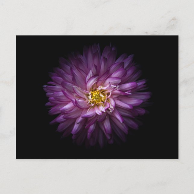 Flowers 20 postcard (Front)