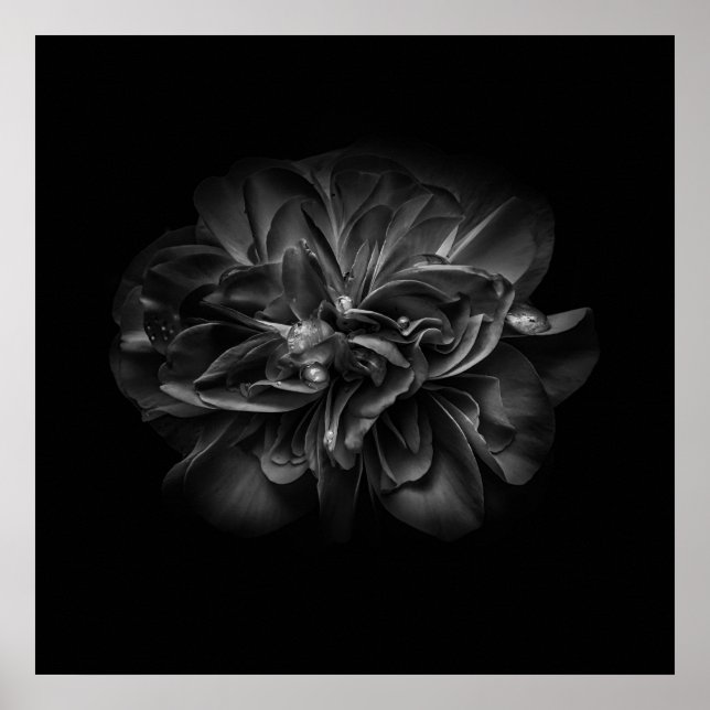 Flowers 67 BW Poster (Front)