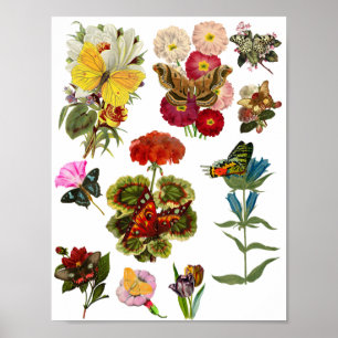 Flowers and butterflies bugs insect plants nature poster