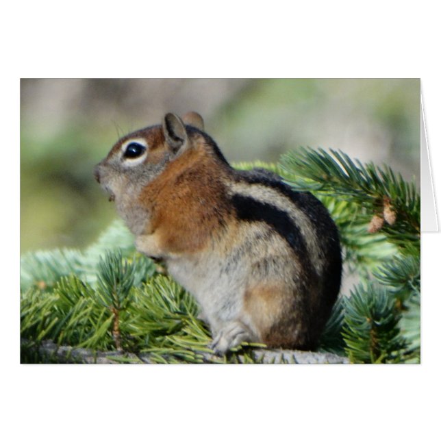 Flowers and cute little Chipmunk (Front Horizontal)