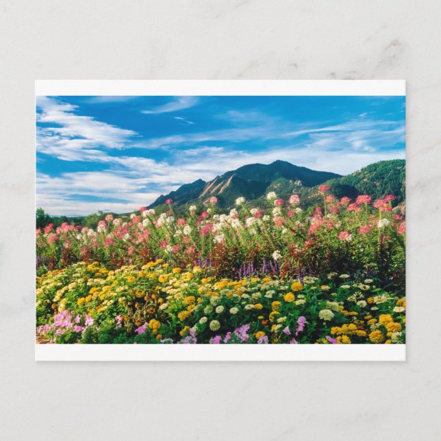 Flowers And Flatirons Postcard (Front)