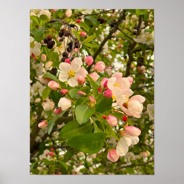 Flowers and Flower Buds Poster (Front)