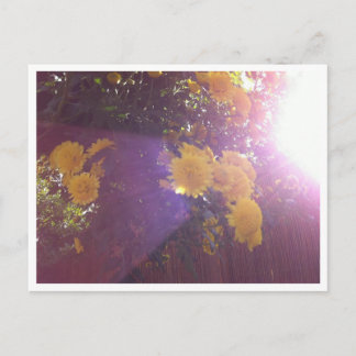 Flowers and Light Postcard