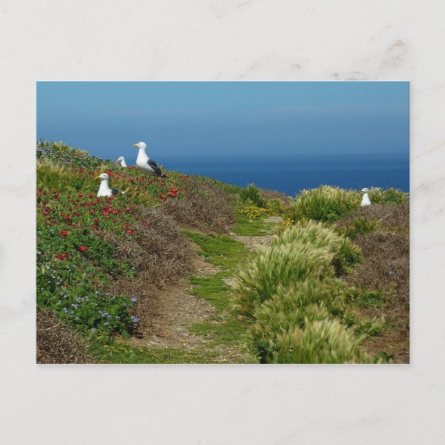 Flowers and Seagulls on Anacapa Island Postcard (Front)