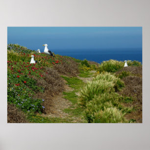 Flowers and Seagulls on Anacapa Island Poster