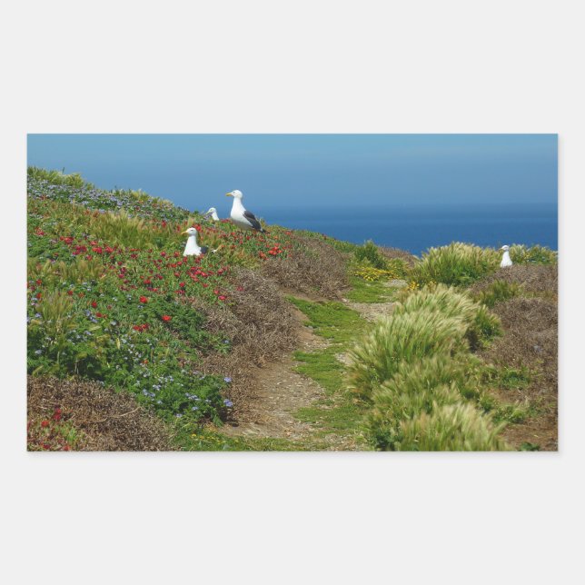 Flowers and Seagulls on Anacapa Island Sticker (Front)
