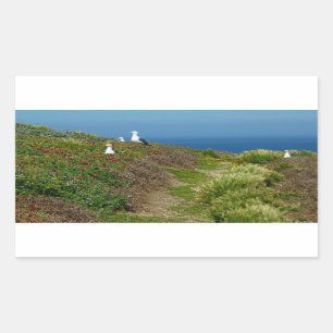 Flowers and Seagulls on Anacapa Island Sticker