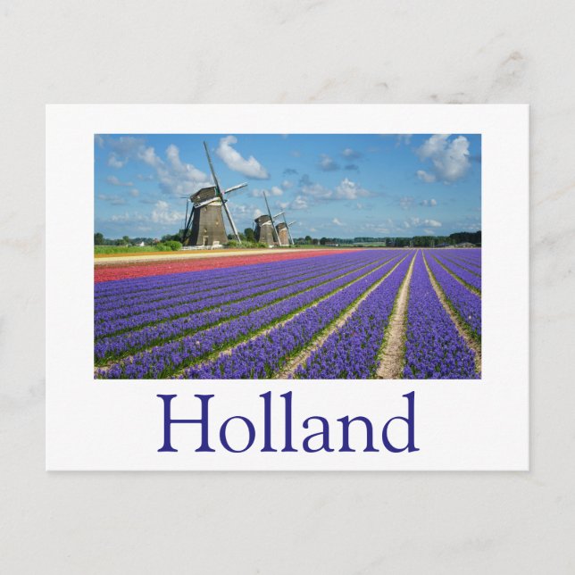 Flowers and windmills in Holland text postcard (Front)