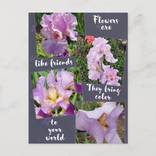 Flowers are like Friends  Postcard (Front)