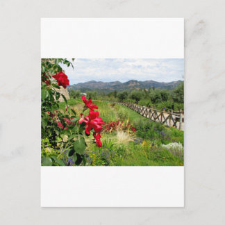 Flowers at Castello di Amorosa Postcard