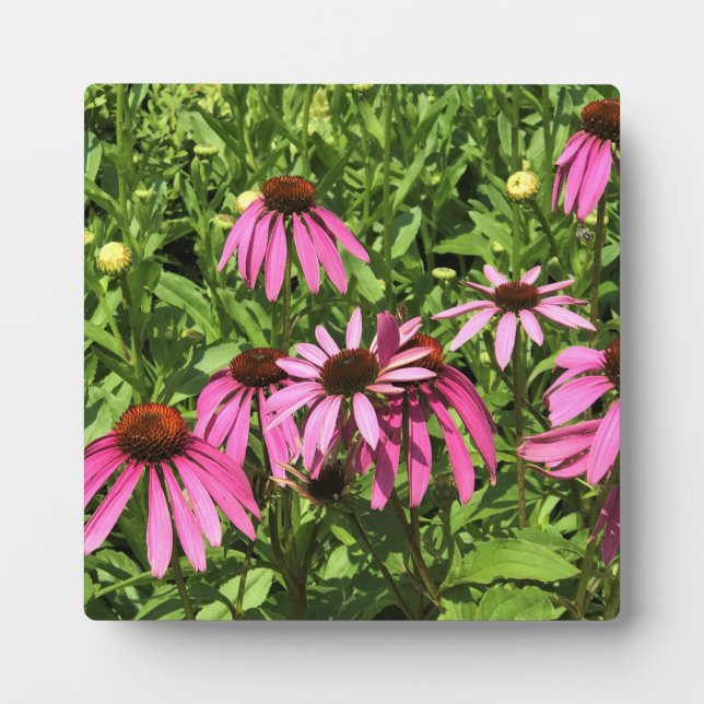 Flowers at Chateau Morrisette Winery, Floyd, VA Plaque (Front)