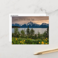 Flowers at Colter Bay