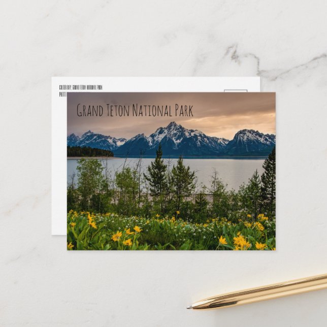Flowers at Colter Bay Postcard (Front/Back In Situ)