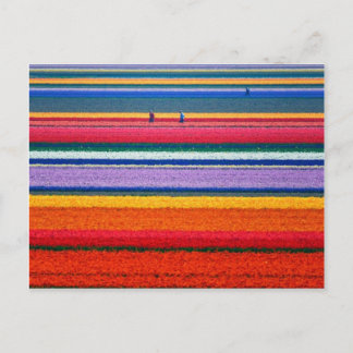 Flowers at Keukenhof Dutch show gardens Postcard