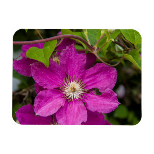 Flowers At Robinette's Apple Haus & Gift Barn Magnet
