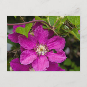 Flowers At Robinette's Apple Haus & Gift Barn Postcard