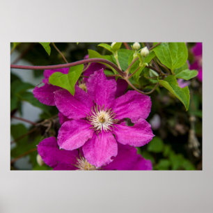 Flowers At Robinette's Apple Haus & Gift Barn Poster