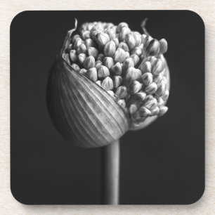Flowers   B&W Allium Flower Bud Coaster