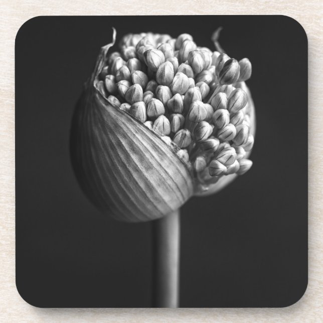 Flowers | B&W Allium Flower Bud Coaster (Front)