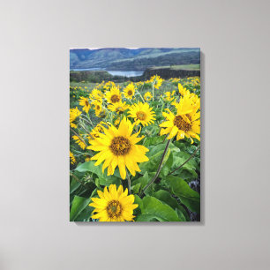 Flowers   Balsomroot Columbia River, Oregon Canvas Print