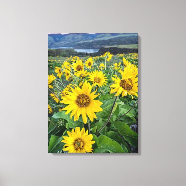 Flowers | Balsomroot Columbia River, Oregon Canvas Print (Front)