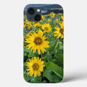 Flowers Balsomroot Columbia River, Oregon iPhone 13 Case