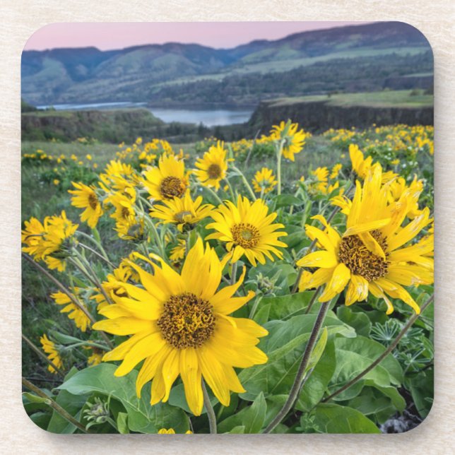 Flowers | Balsomroot Columbia River, Oregon Coaster (Front)