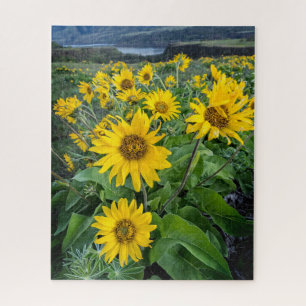 Flowers   Balsomroot Columbia River, Oregon Jigsaw Puzzle