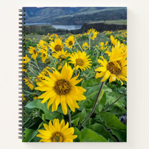 Flowers   Balsomroot Columbia River, Oregon Notebook