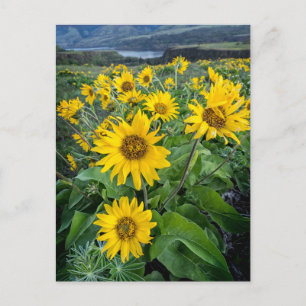 Flowers Balsomroot Columbia River, Oregon Postcard