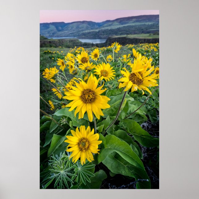 Flowers | Balsomroot Columbia River, Oregon Poster (Front)