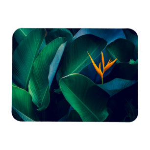 Flowers   Bird of Paradise Magnet
