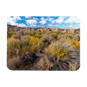 Flowers   Blooming Sagebrush California Magnet