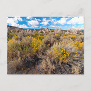 Flowers   Blooming Sagebrush California Postcard