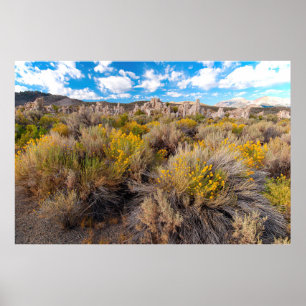 Flowers   Blooming Sagebrush California Poster